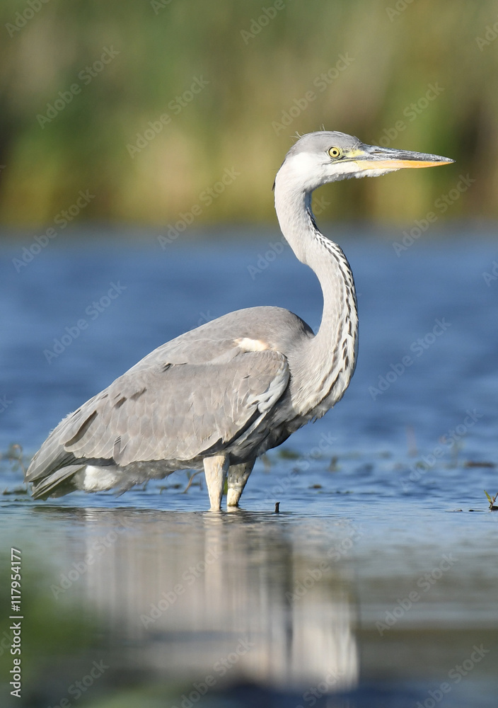 Fototapeta premium Grey heron (Ardea cinerea)