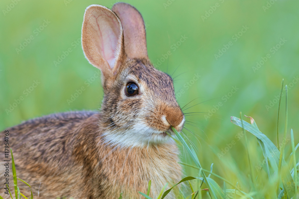Naklejka premium Beautiful young Eastern Cottontail rabbit, Sylvilagus Floridanus, in lush grass