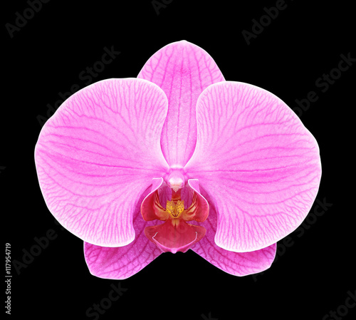 Pink orchid flower isolated on black  background