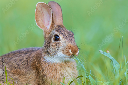 Beautiful young Eastern Cottontail rabbit, Sylvilagus Floridanus, in lush grass
