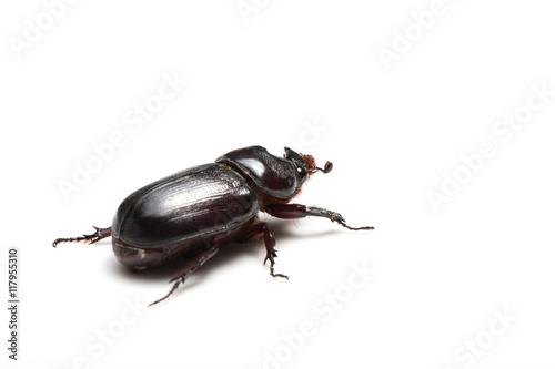 Rhinoceros beetle isolated on white background