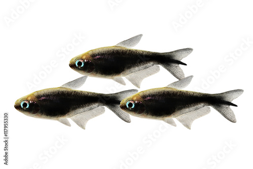 black emperor tetra Nematobrycon amphiloxus tropical aquarium fish neon tetra