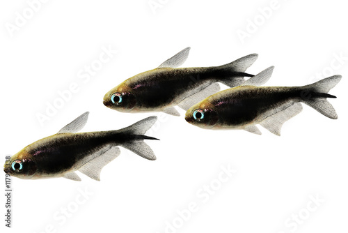 black emperor tetra Nematobrycon amphiloxus tropical aquarium fish neon tetra