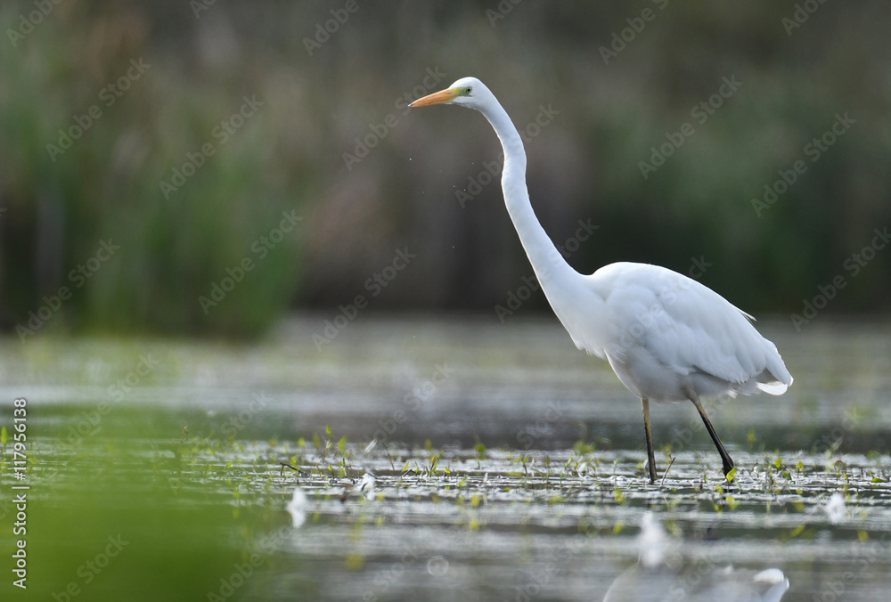 Great white egret (Egretta alba) Great white egret (Egretta alba)
