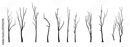 Beautiful vector tree silhouette