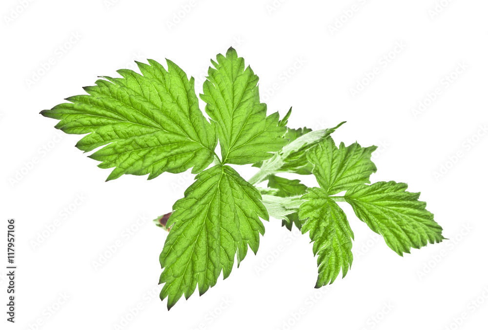Green raspberry leaf on white background Green raspberry leaf on white background
