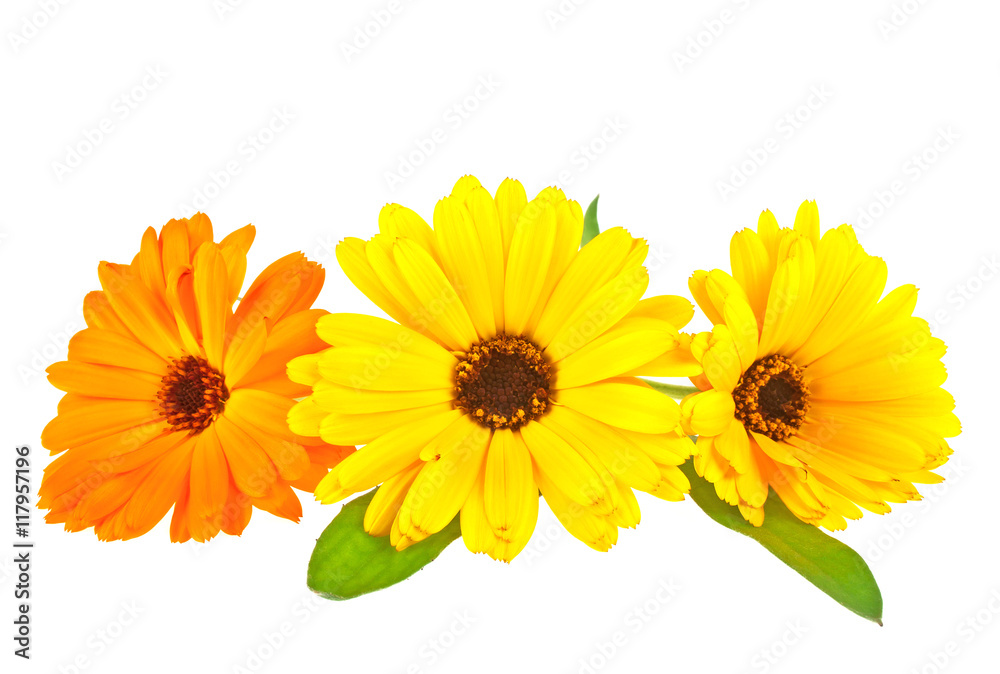 Calendula. Marigold flowers with leaves isolated on white backgr Calendula. Marigold flowers with leaves isolated on white backgr