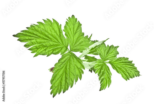 Green raspberry leaf on white background
