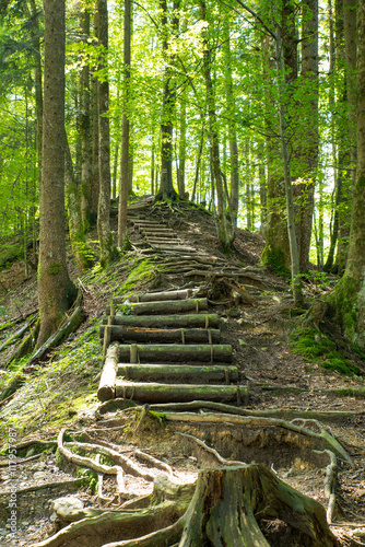 Stairs in the forest
