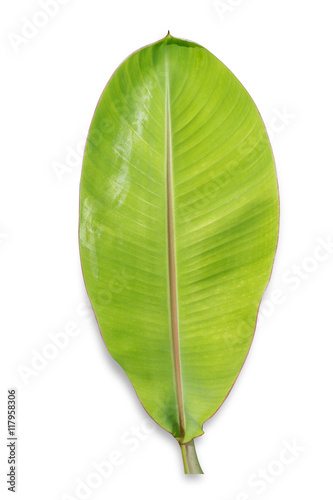 young banana leaf isolated on white background  File contains a clipping path.