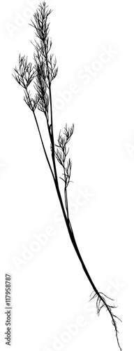 isolated young dill with root black illustration
