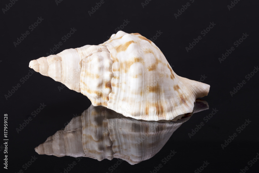 Single sea shell of marine snail, horse conch  on black backdround