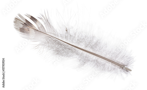 isolated straight feather with dark brown stripe