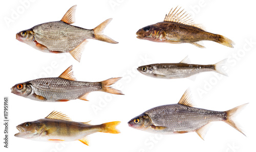 set of six freshwater fishes isolated on white