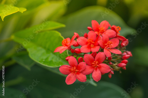 red Jatropha integerrima flower, Peregrina or Spicy Jatropha photo