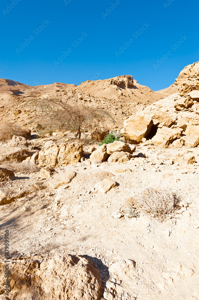 Negev Desert