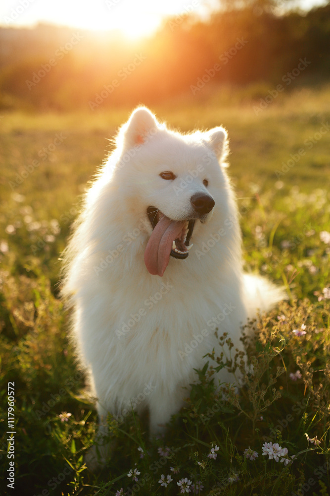 Happy white Samoyed dog outdoor portrait in the park