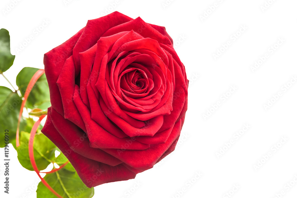 One isolated lush rose. 1 rose on a white background with leaves One isolated lush rose. 1 rose on a white background with leaves