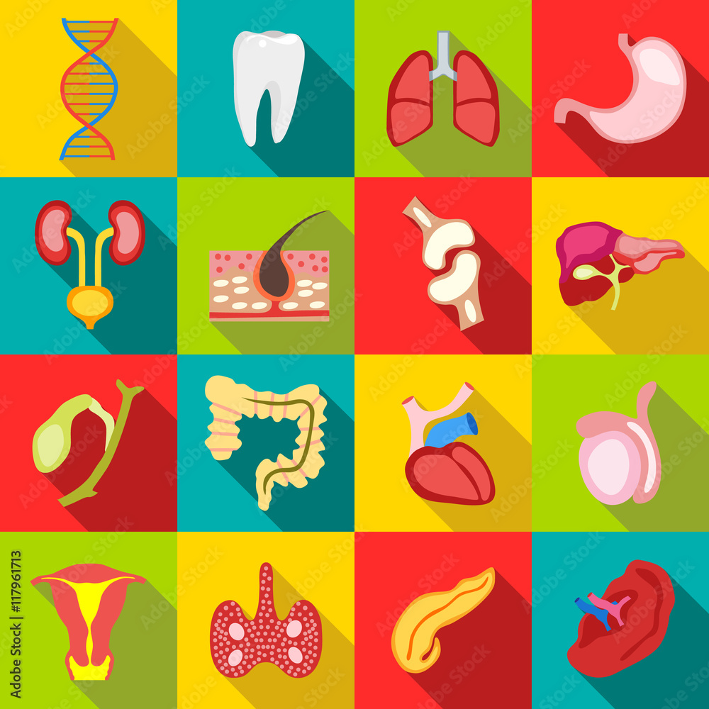 Flat internal organs icons set. Universal internal organs icons to use for web and mobile UI, set of basic internal organs elements vector illustration