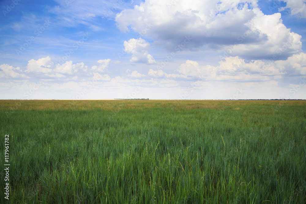 Virgin ukrainian steppe landscape with green and yellow grass and cloudy sky