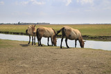 three przewalski's horses at the watering place in Askania-Nova steppe, Ukraine
