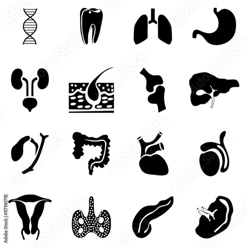 Simple internal organs icons set. Universal internal organs icons to use for web and mobile UI, set of basic internal organs elements isolated vector illustration