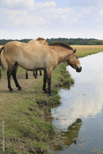 Przewalski's Horse looks in at self refleciton in the water 