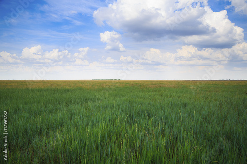 Virgin ukrainian steppe landscape with green and yellow grass and cloudy sky