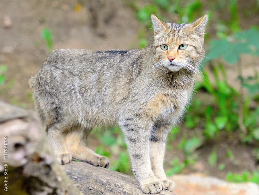European wild cat with latin name Felis silvestris silvestris. European wild cat with latin name Felis silvestris silvestris.