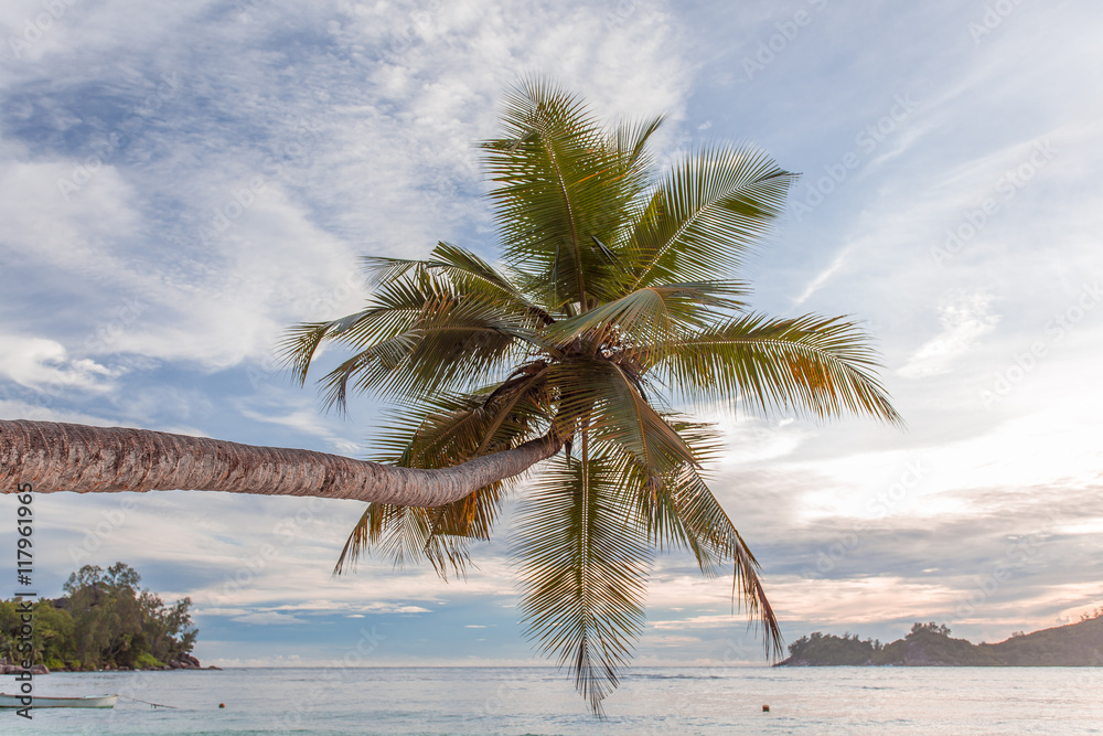 Fototapeta premium cocotier penché au crépuscule, Mahé, Seychelles