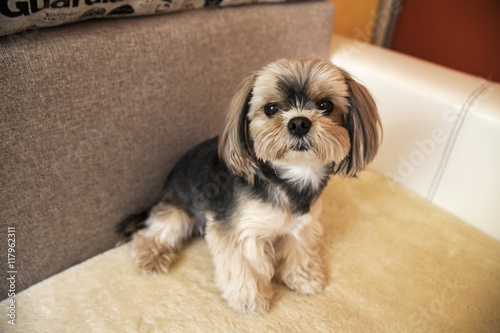 Valokuva small house dog