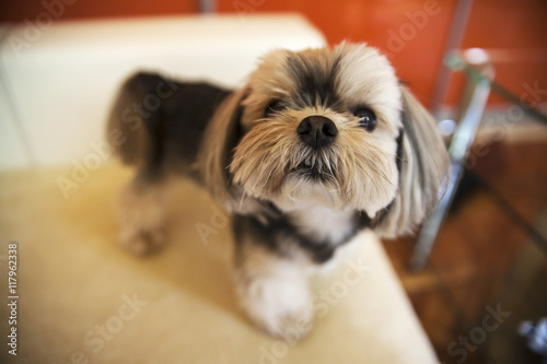 Valokuva small house dog