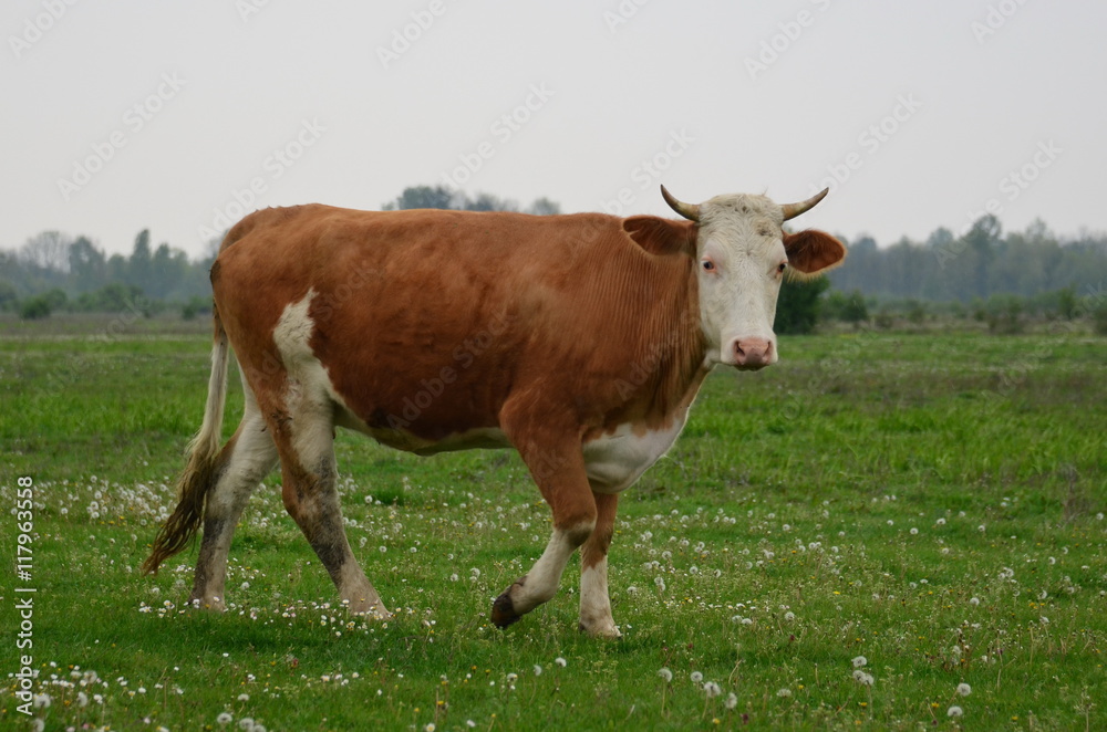Cow walking on the meadow