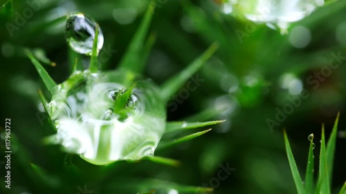 Tropfen auf Moos im Wald photo