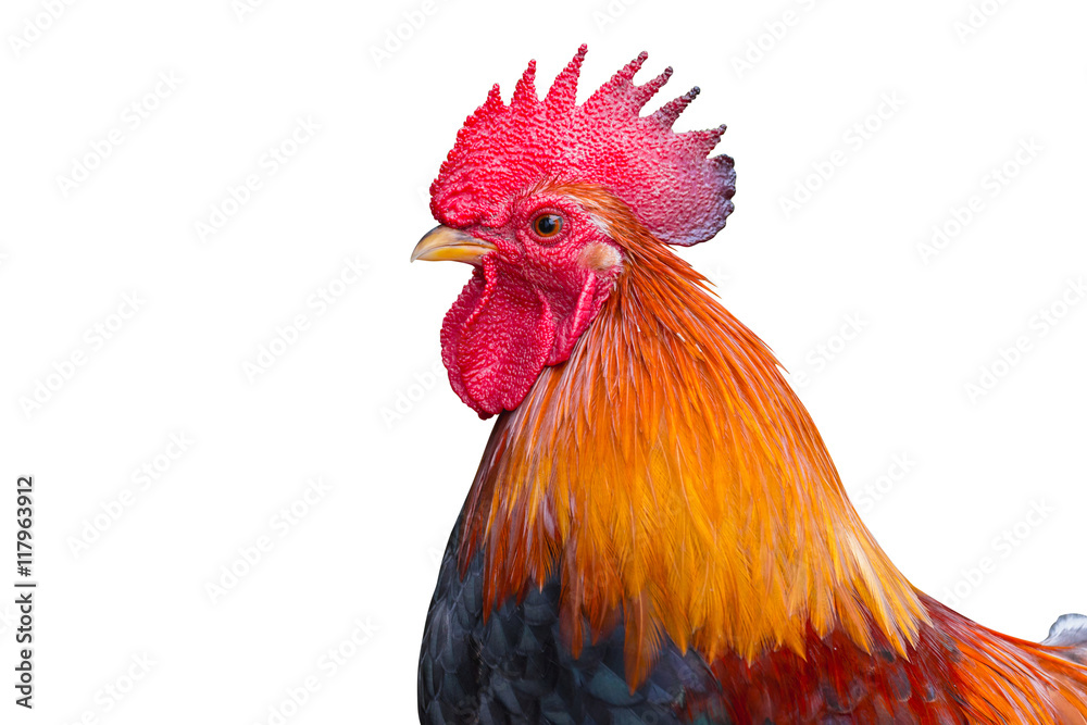 close up portrait of bantam chicken, poultry