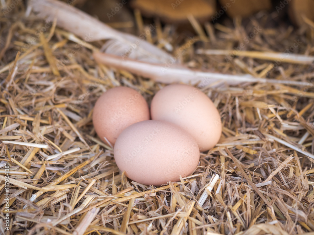 Close-up brown chicken eggs on a bed of straw Close-up brown chicken eggs on a bed of straw