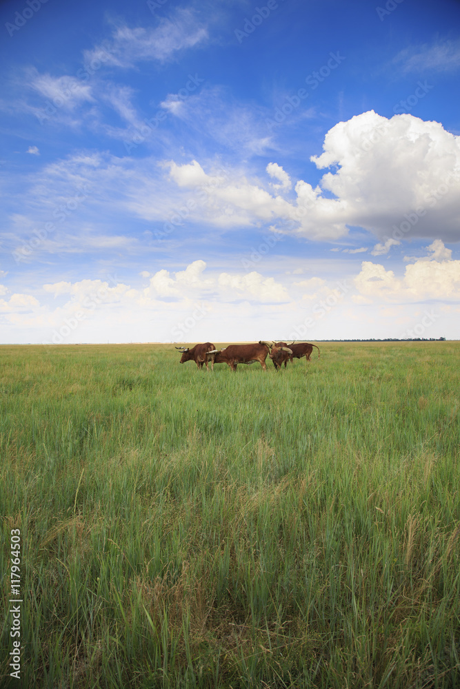 several Ankole-Watusi in the steppe with green grass and blue cloudy sky