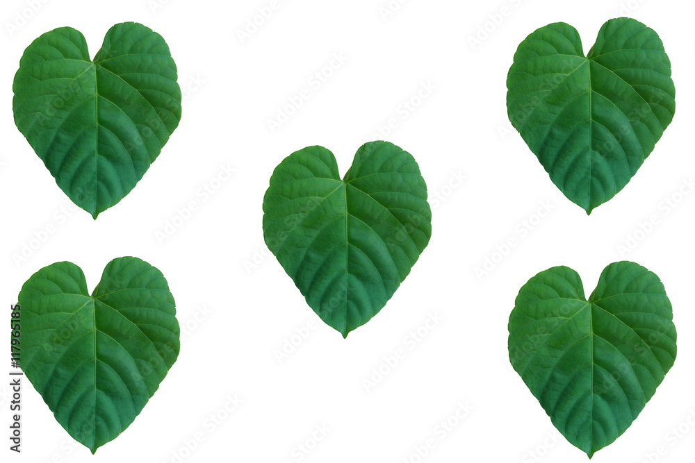 Leaf texture pattern on the whitte background Leaf texture pattern on the whitte background