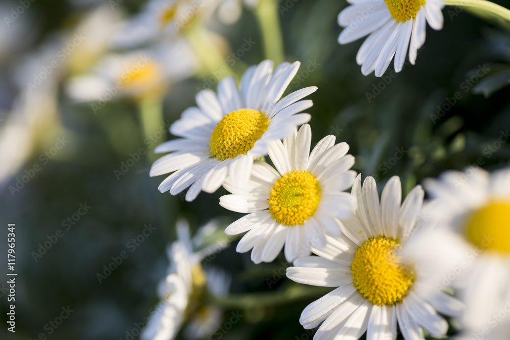 Fototapeta premium closeup of daisies in a green field of spring grass.