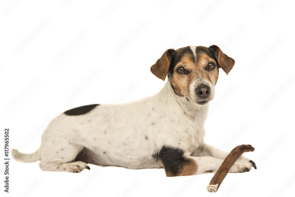 Jack Russell Terrier - impulse control - isolated