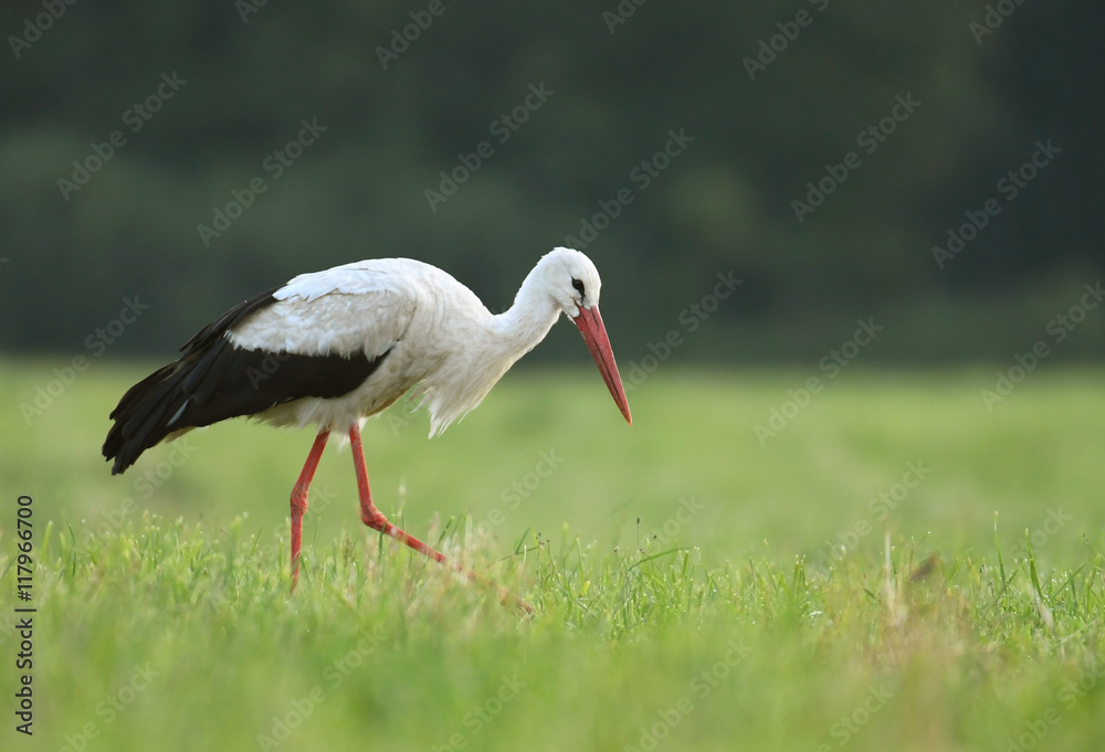 Fototapeta premium White stork