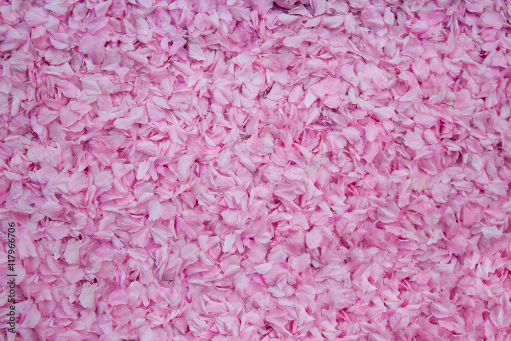 Fototapeta premium Sakura petals background