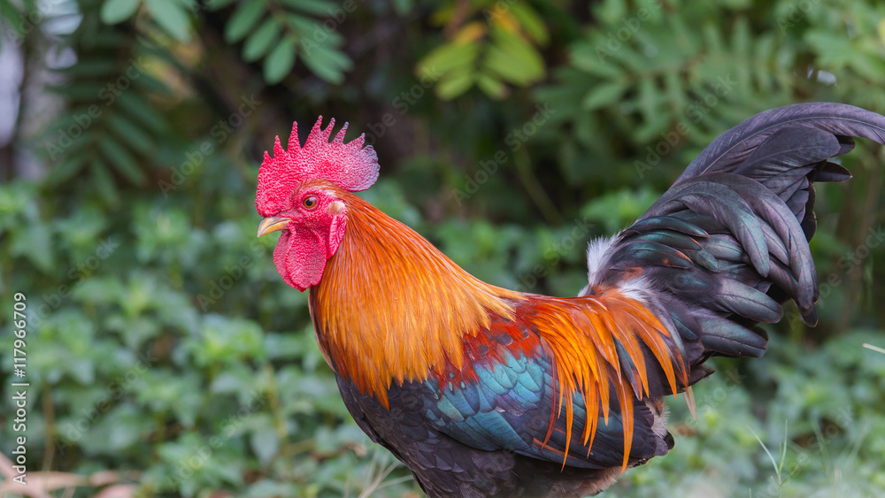 Fototapeta premium lose up portrait of bantam chicken, poultry