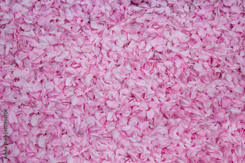 Sakura petals background