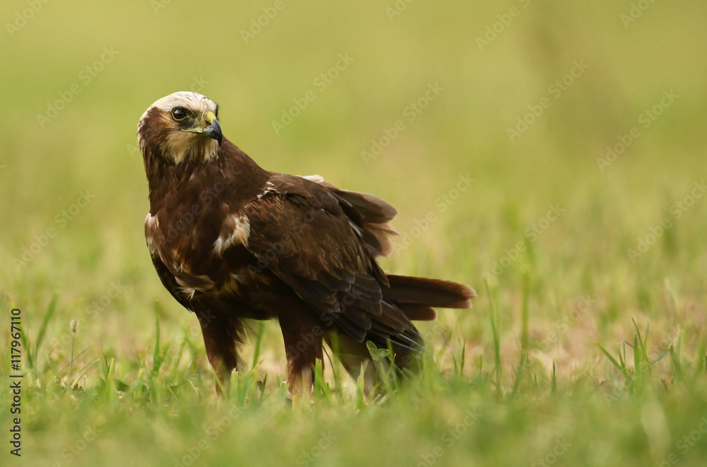 Marsh harrier (Circus aeruginosus) - female Marsh harrier (Circus aeruginosus) - female