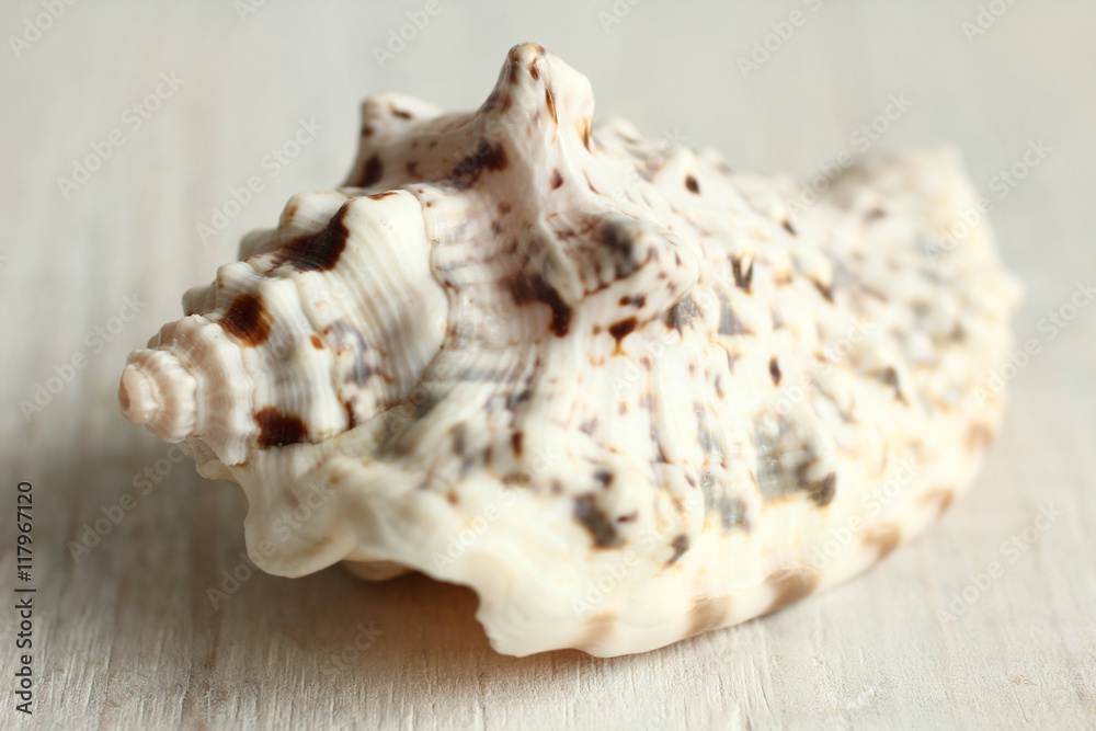 sea shell on wooden background.Monochrome