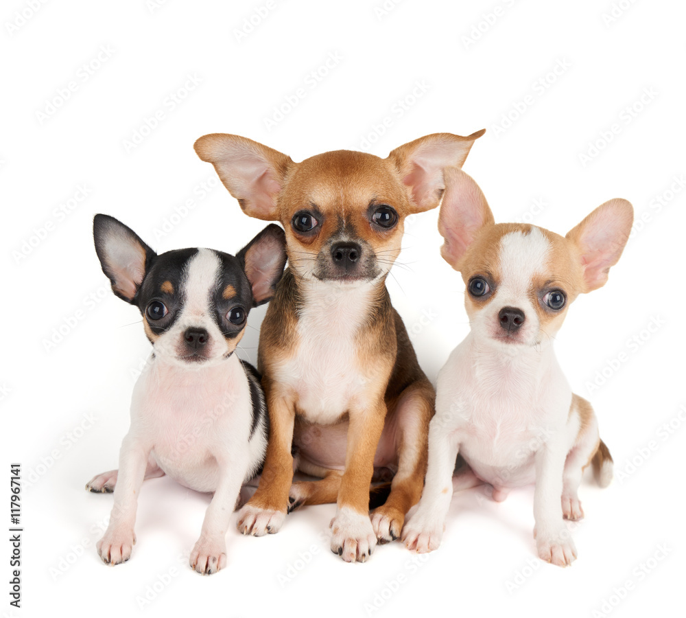 Three puppies of Chihuahua