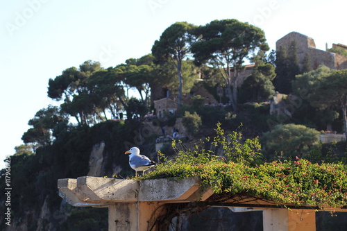 Mouette au Jardin Botanique