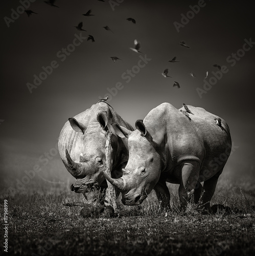 Fotografia Two Rhinoceros with birds in BW