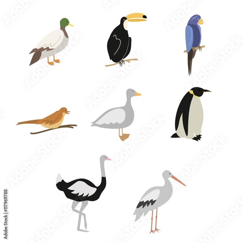 Cartoon birds vector set